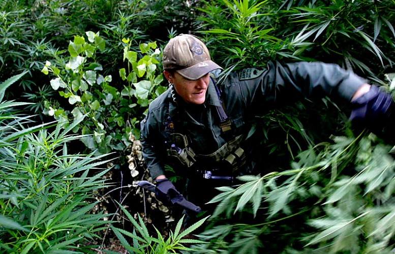 Law Enforcement Monitoring of Mendocino Medical Marijuana Farms Falls Short